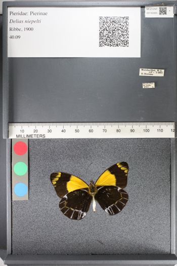 Media type: image;   Entomology 130065